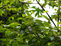 Perrottetia arisanensis, photograph author not stated, no rights reserved
