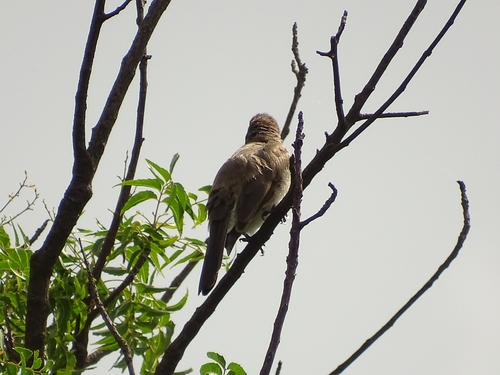 Common Bulbul
