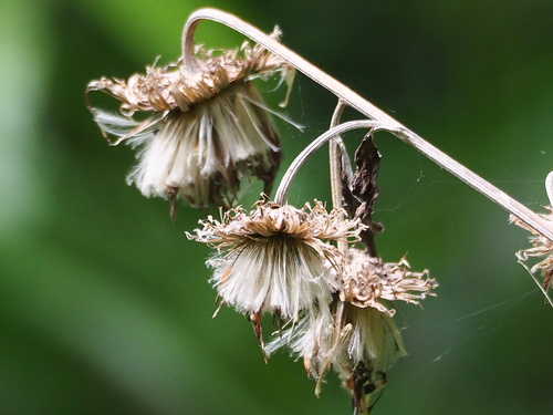Jurinea deltoidea
