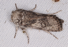 Cryptophasa irrorata