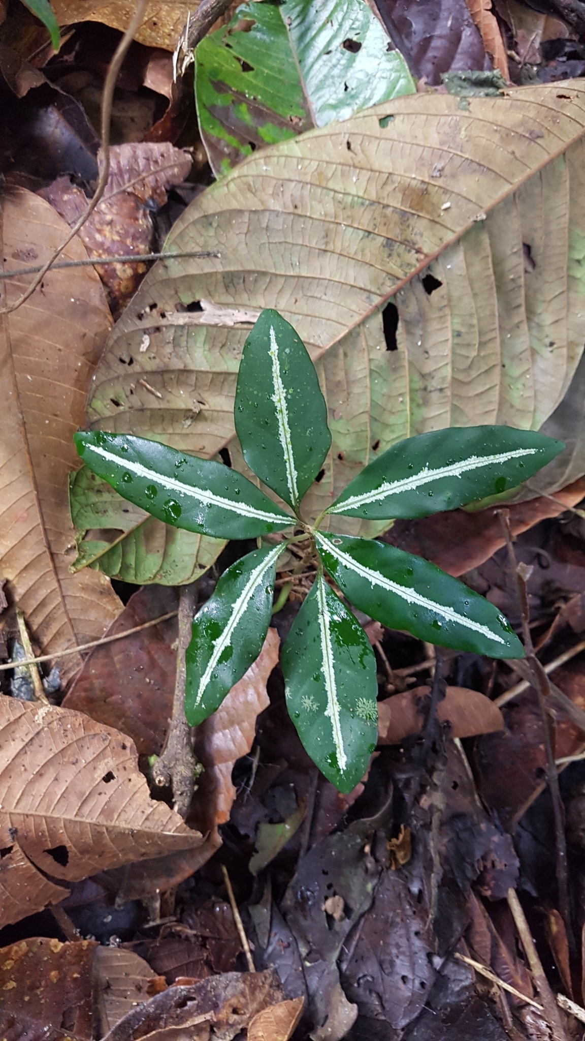 Aphelandra chamissoniana