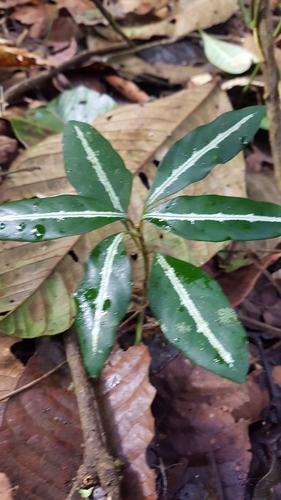 Aphelandra chamissoniana, photograph 3