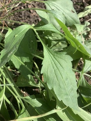 Ratibida pinnata