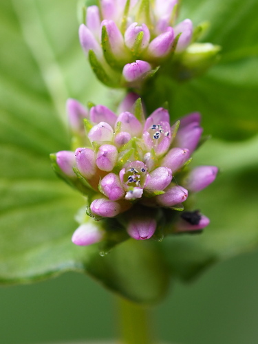 Nepal Persicaria