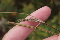 Carex pellita