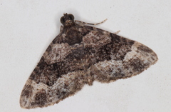 Eucymatoge peplodes