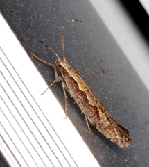 Plutella xylostella-australiana