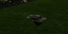 Turdus merula
