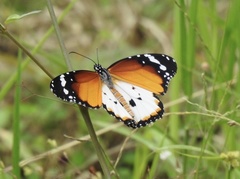 Danaus chrysippus alcippus