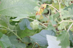 Physalis heterophylla