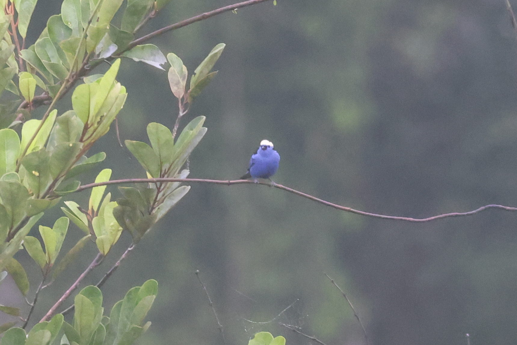 Opal-crowned Tanager (Tangara callophrys), photo 3