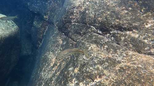 Salmo trutta
