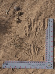 Dipodomys spectabilis