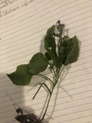 Angiospermae
