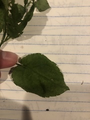 Angiospermae