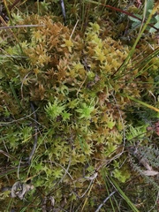 Sphagnum flexuosum