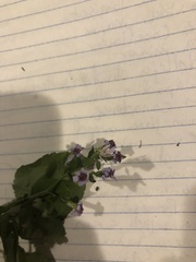 Angiospermae