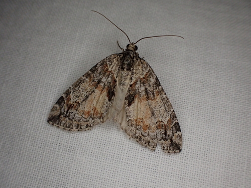 iNaturalist observation photo of Carpet Moths