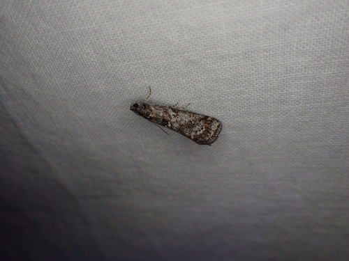 iNaturalist observation photo of Acrobasis