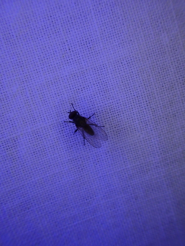 iNaturalist observation photo of Flies