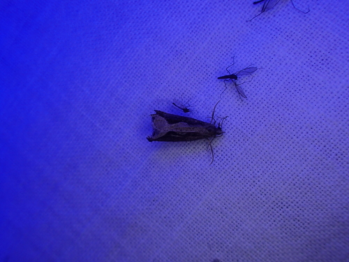 iNaturalist observation photo of Butterflies and Moths