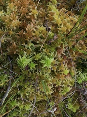 Sphagnum flexuosum