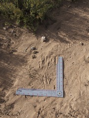 Dipodomys spectabilis