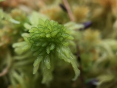Sphagnum flexuosum