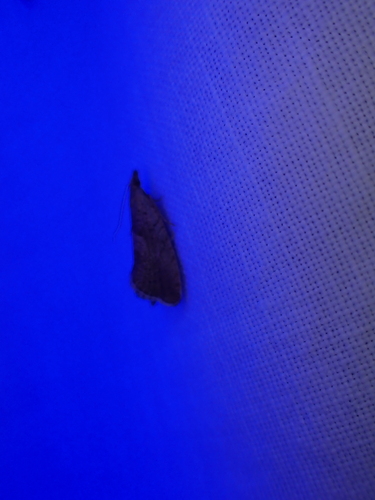 iNaturalist observation photo of Butterflies and Moths
