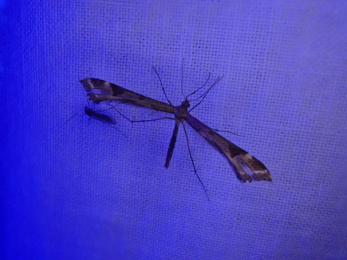 iNaturalist observation photo of Platyptiliini