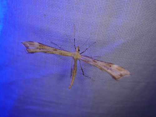 iNaturalist observation photo of Gillmeria
