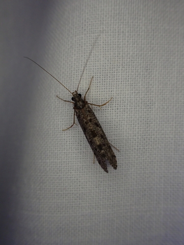 iNaturalist observation photo of Spotted Sedges