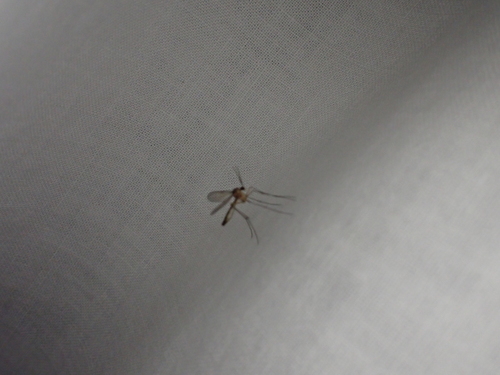 iNaturalist observation photo of Fungus Gnats and Gall Midges