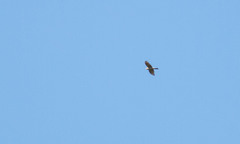 Accipiter nisus