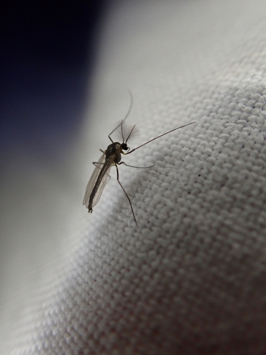 iNaturalist observation photo of Non-biting Midges