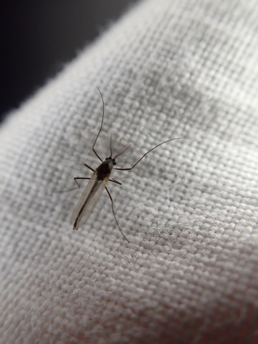 iNaturalist observation photo of Non-biting Midges