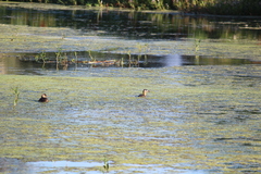 Thalassornis leuconotus
