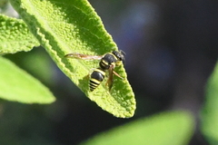 Ancistrocerus bustamente