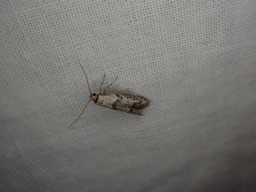 iNaturalist observation photo of Curved-horn Moths