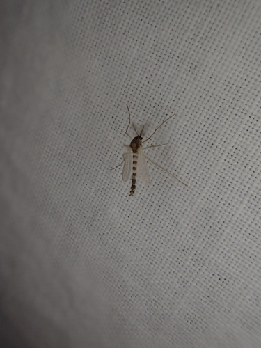 iNaturalist observation photo of Non-biting Midges