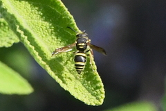 Ancistrocerus bustamente