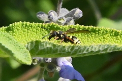 Ancistrocerus bustamente