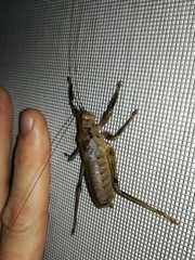 Nesoecia insignis