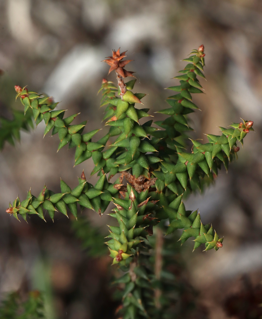 Australian native currant