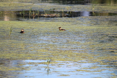 Thalassornis leuconotus