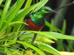 Cinnyris chloropygius