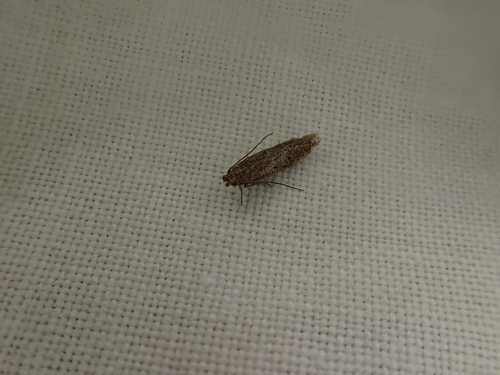 iNaturalist observation photo of Twirler Moths