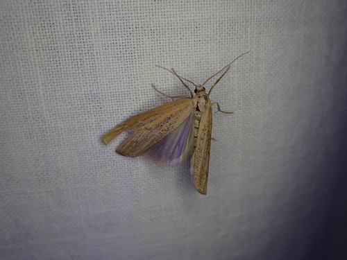 iNaturalist observation photo of Grass-Veneers