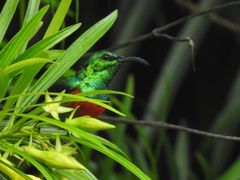 Cinnyris chloropygius