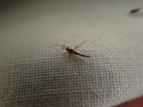 iNaturalist observation photo of Orthoclads